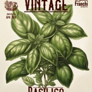 Basil Vintage from Genova Seeds Italian Genovese Basil