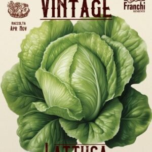 Lettuce Vintage Blond Seeds Slow-Bolting Crisphead Lettuce