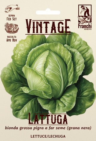 Lettuce Vintage Blond Seeds Slow-Bolting Crisphead Lettuce
