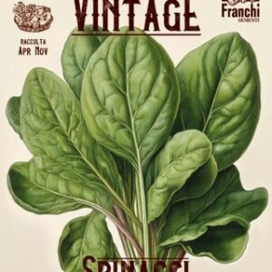 Spinach Vintage Matador Seeds Cold-Resistant Heirloom Spinach