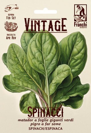 Spinach Vintage Matador Seeds Cold-Resistant Heirloom Spinach