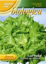 Organic Iceberg Lettuce 'Regina Dei Ghiacci' Seeds | Crisp Heirloom Lettuce