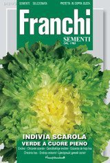 Escarole Seeds Scarola Verde a Cuore Pieno by BloomySeeds
