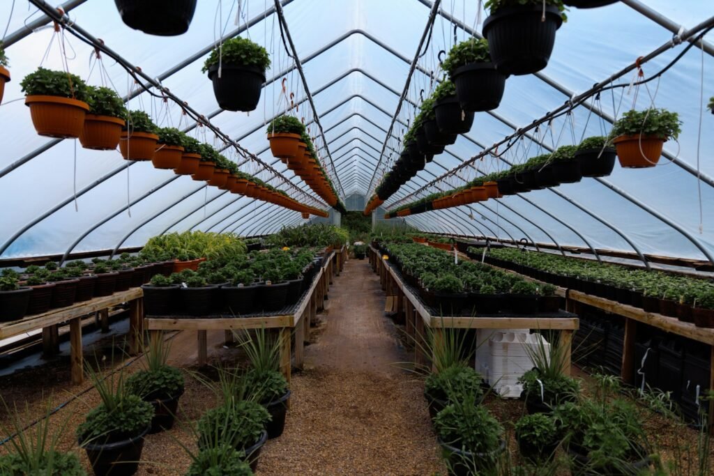 Irish polytunnel with tomato plants in full growth in July