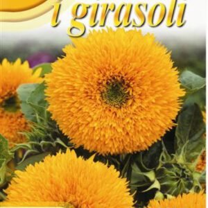 Sunflower 'Orange Sun' Seeds | Double Orange Puffball Flower