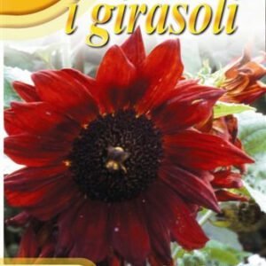Sunflower 'Red Sun' Seeds | Deep Red Cut Flower