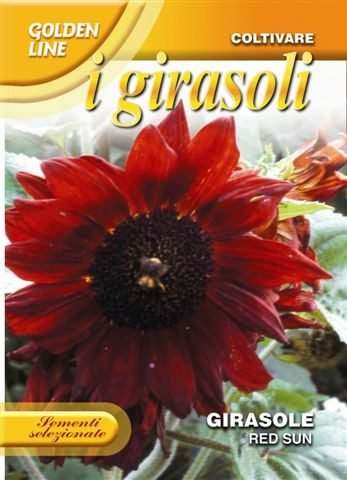 Sunflower 'Red Sun' Seeds | Deep Red Cut Flower