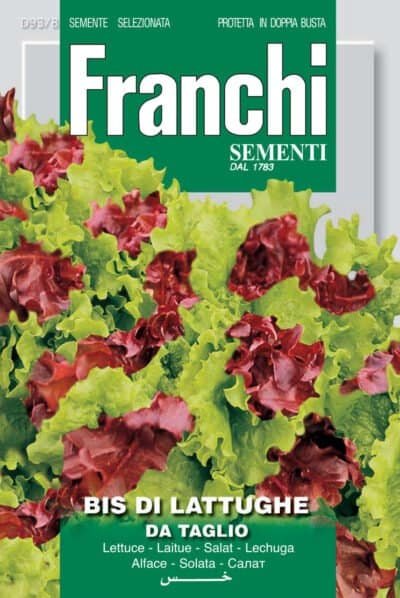 Lettuce varieties in an Irish raised bed, highly vulnerable to slug damage without copper tape and nematodes