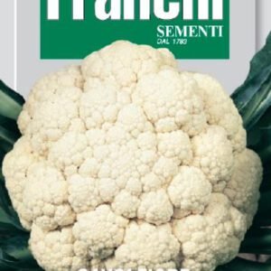 Cauliflower 'Verona Tardivo' Seeds | Late Winter Heritage Cauliflower