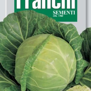 Cabbage 'Langedijk' Seeds | Dutch Late Winter Cabbage