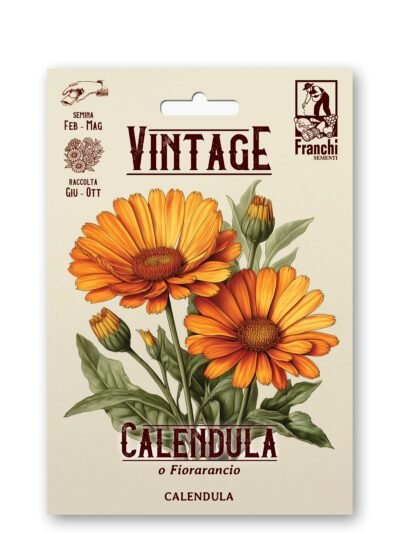 Calendula planted as a companion plant border in an Irish garden