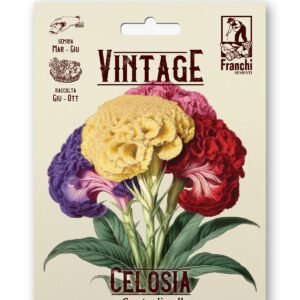 Celosia Cristata Multicolor Vintage 1928 Flower Seeds Franchi Seeds