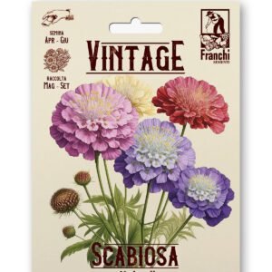 Scabiosa Multicolor Vintage 1928 Flower Seeds Franchi Seeds